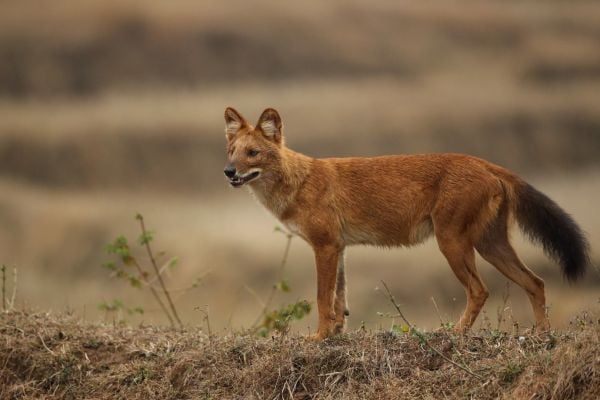 Dhole spotted in Tadoba amd Pench safari
