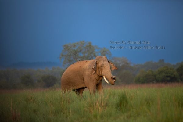 Elephant in Sonanadi Wildlife Sanctuary near corbett tiger reserve