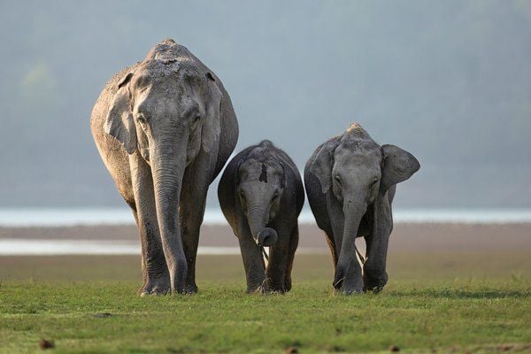 Elephant with calf in Corbett