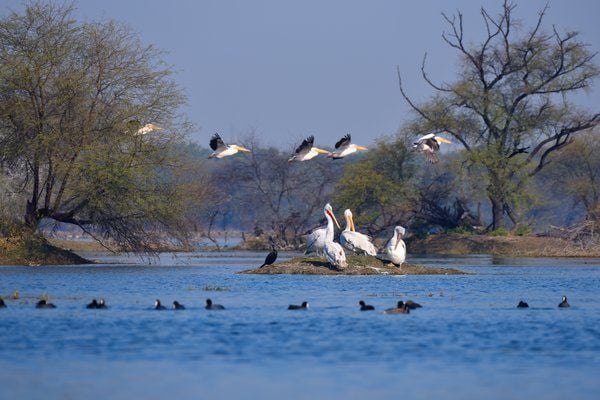 Flock of birds in bharatpur