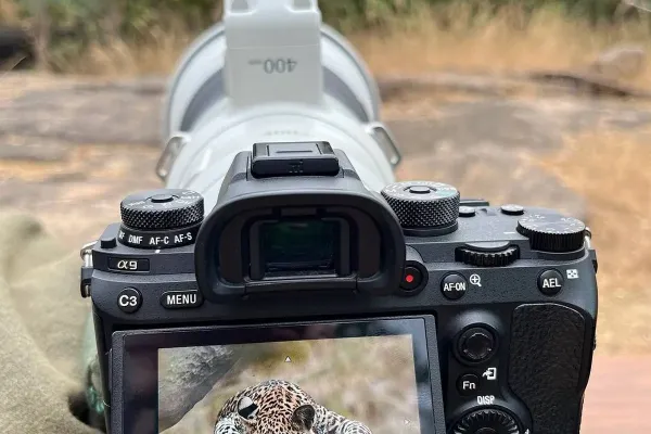 Guest clicking Indian leopard in Kanha