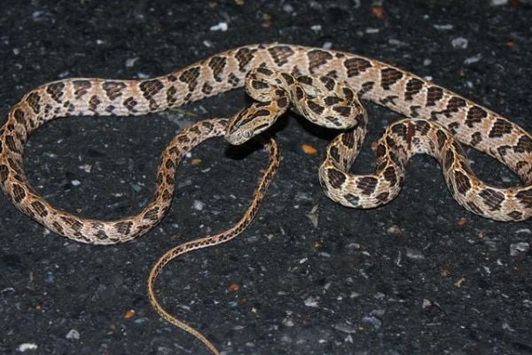 Herping In Munnar - common cat snake