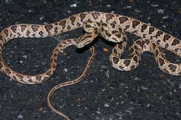 Herping In Munnar Tour in India carousel photos 2