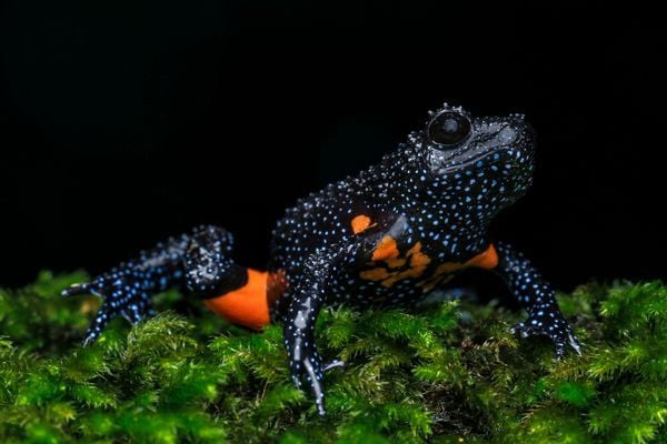 amazing reptile and amphibian found in Munnar