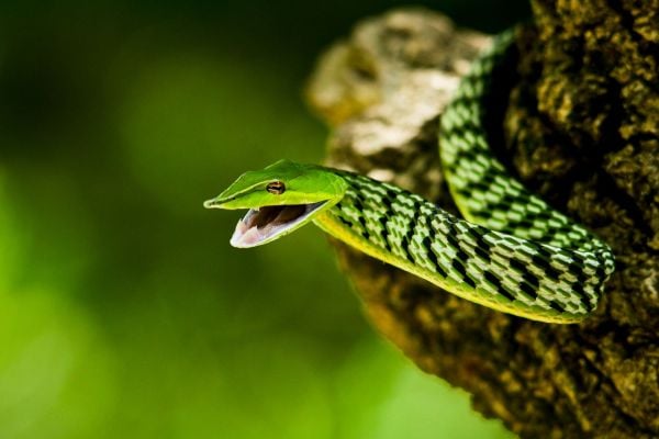 Herping In munnar - green vine snake
