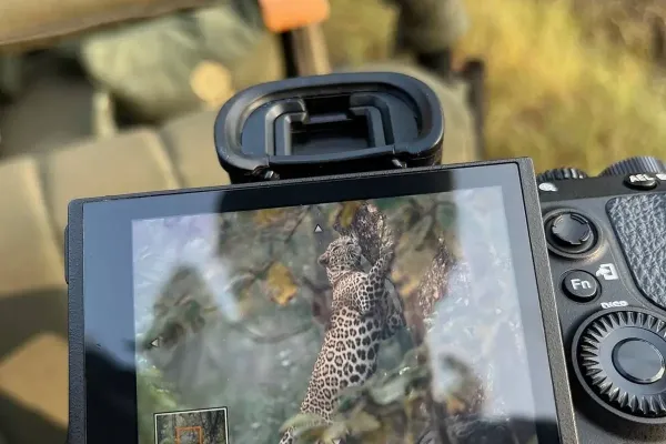 Indian leopard captured by guest in Pench