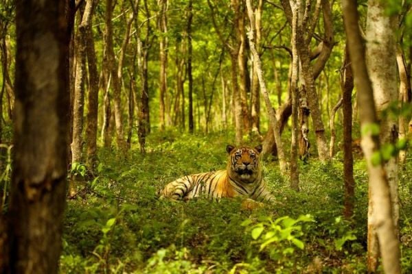 Kanha Tiger Safari in India