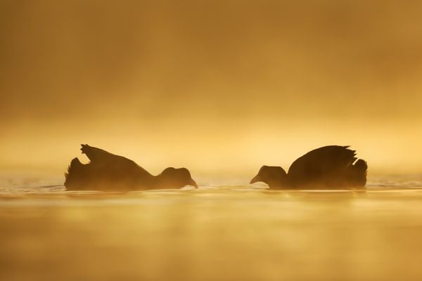 Silhouette of two coot birds in water