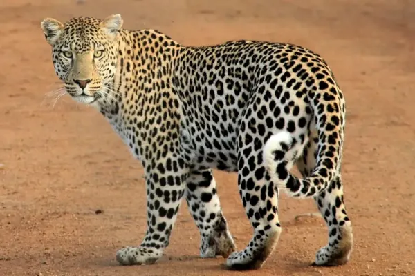 Leopard Walking on Dry Land