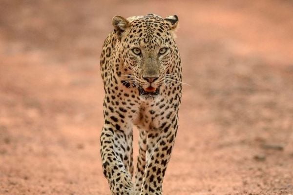 Leopard safari in Pench