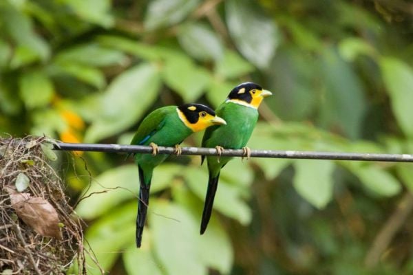 Long tailed Broadbill Jim Corbett