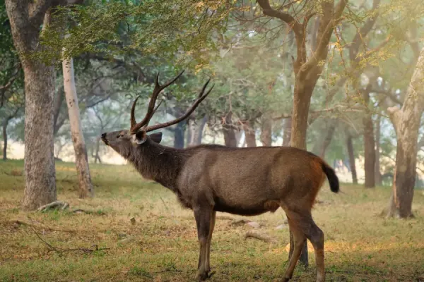 Male sambar (Rusa unicolor) deer eating tree leaves in the forest.