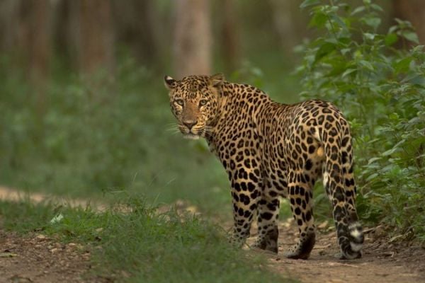 Pench Leopard Safari in India