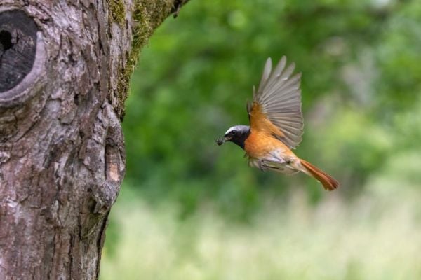 Redstart bird feeding young ones in Corbett