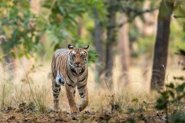 Safari in kanha (1)
