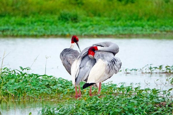 Sarus Crane in Bharatpur Bird Sanctuary