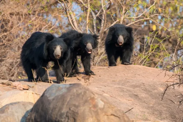 Sloth bear safari in satpura national park