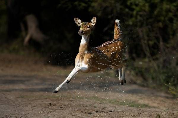 Spotted deer running from tiger in Kanha
