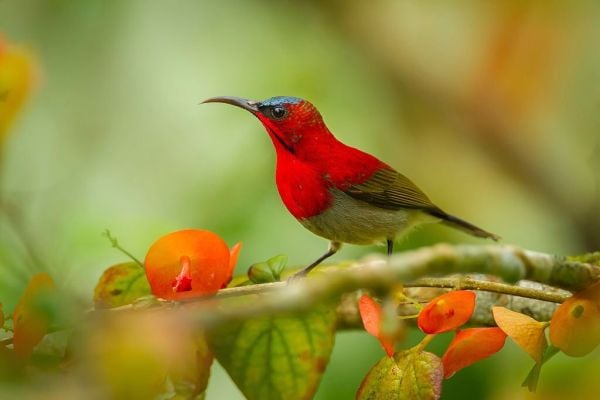 Sunbird in Jim corbett national aprk