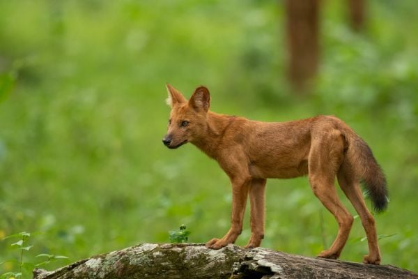 Tadoba and Pecnh Safari