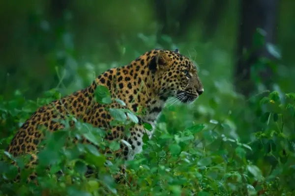 This beautiful leopard shot in Jhalana jungle, jaipur, rajasthan, India. It was stalking herd of deer