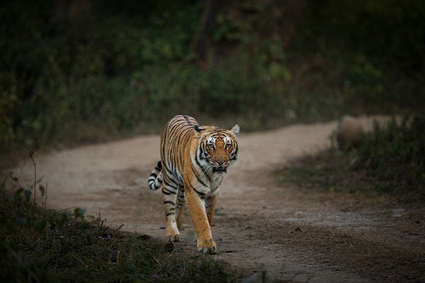 Tigress walking in Corbett