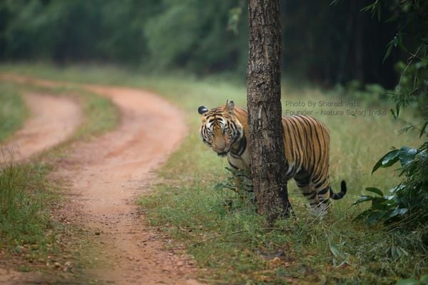 bandhavgarh national park tiger safari india