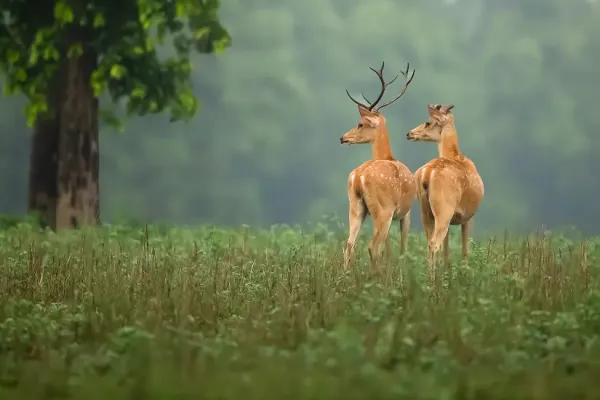 barahsingha in kanha national park in mp