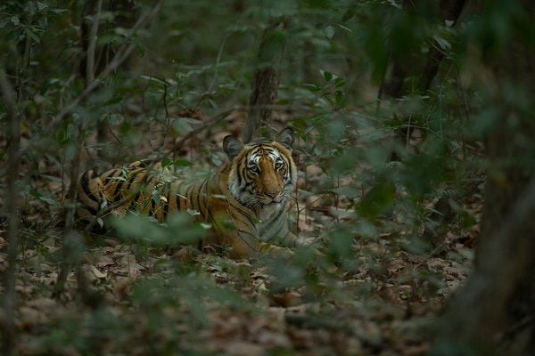 bengal tiger cub hiding in Corbett