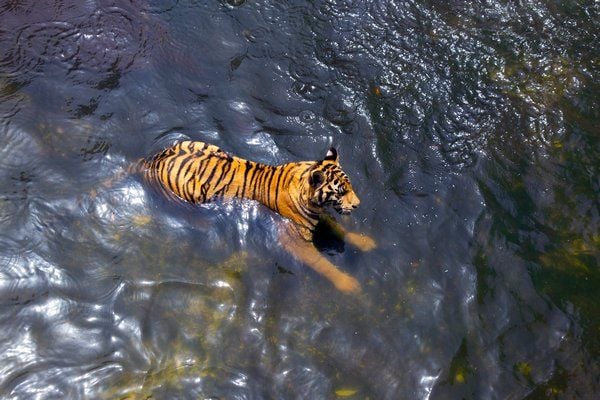 bengal tiger in Corbett