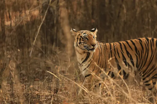 bengal tiger in india during project tiger