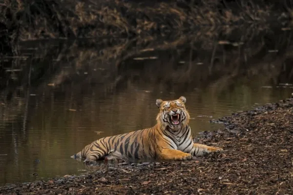 bengal tiger safari at tadoba national park