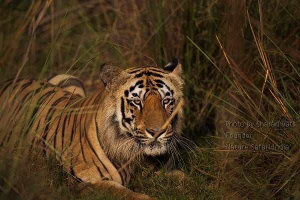 bengal tiger spotted in Tadoba national park