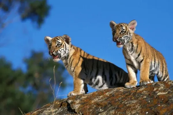 bengal tigers cubs playing in corbett