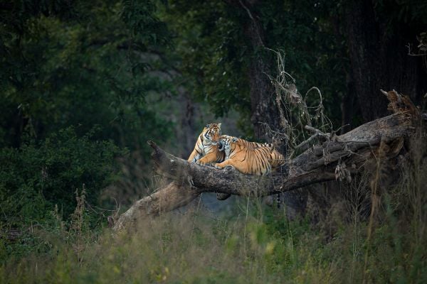 bengal tigers on tree in corbett