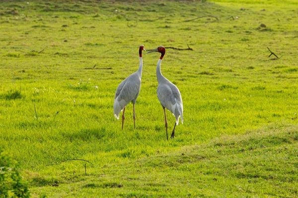 Sarus crane in Bharatpur Bird Sanctuary