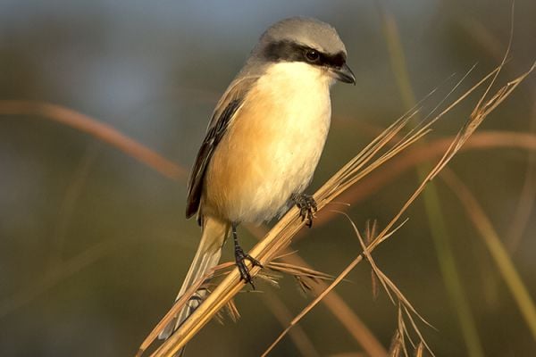 Bharatpur Birding Tour