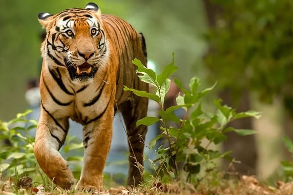 big cats of india tour - luxury safari group tour