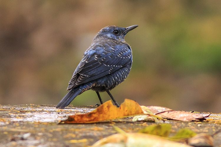 birding-in-western-ghats-1
