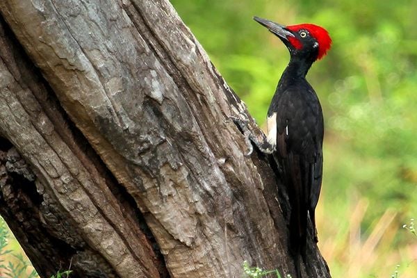 birding in western ghats india