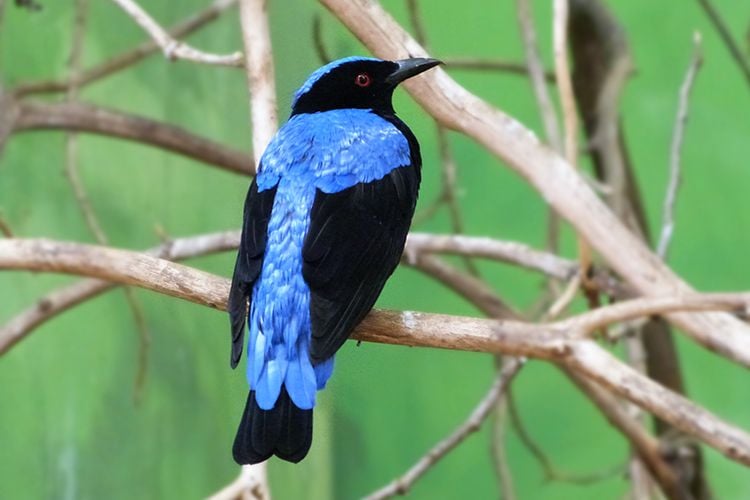 birding-in-western-ghats2