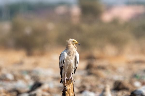 Egyptian vulture or Neophron percnopterus perched on tree trunk with a beautiful clean and green background at jorbeer conservation reserve, bikaner, rajasthan, india