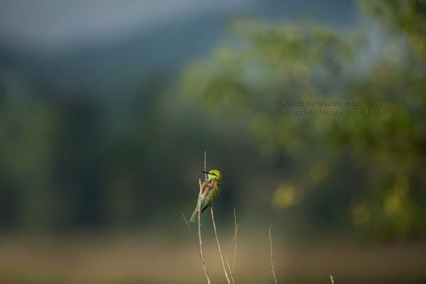 birding & tiger safari in jim corbett national park in india