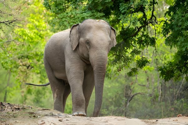 elephant bandhavgarh