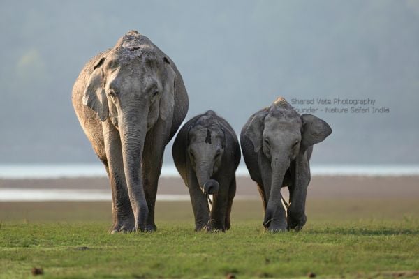 elephant family in corbett dhikala
