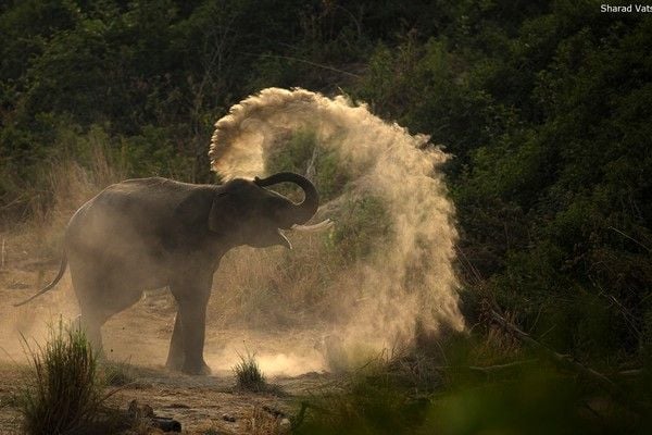 elephant in corbett