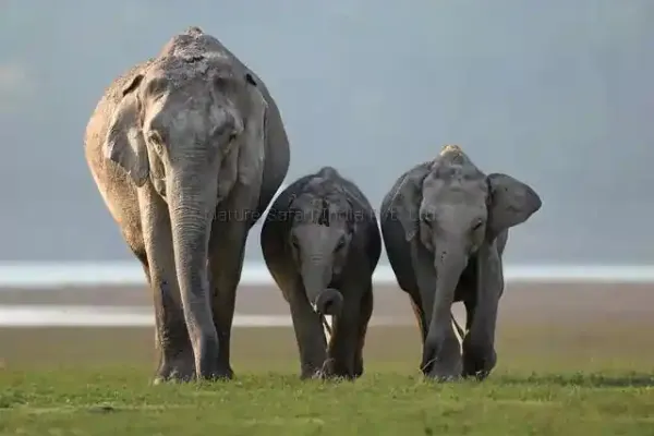 elephants in cocrbett