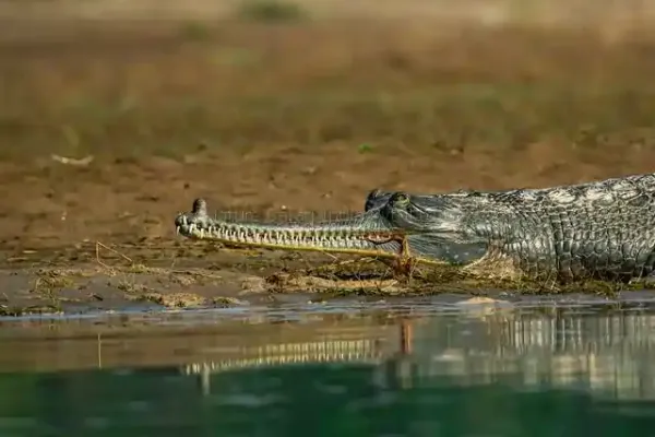 gharial in dudhwa