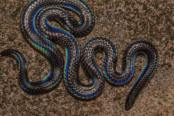 herping in Wayanad tour gallery 5
