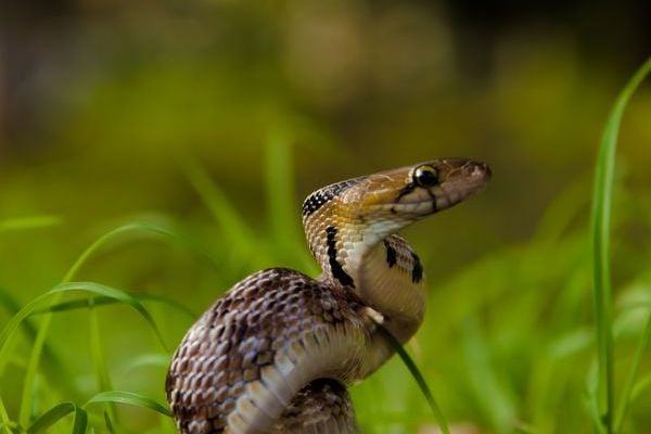 herping in Wayanad tour gallery 7